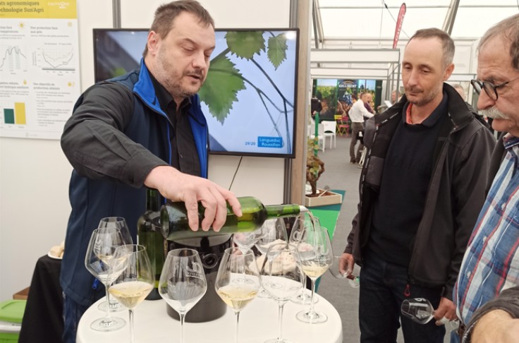 Carton plein pour les vins issus de vignes sous panneaux solaires