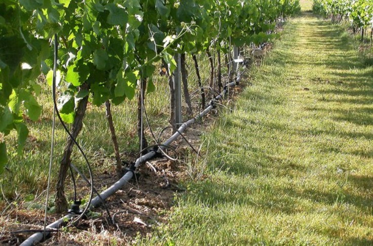 Les eaux usées des touristes permettent aux vignerons d’irriguer
