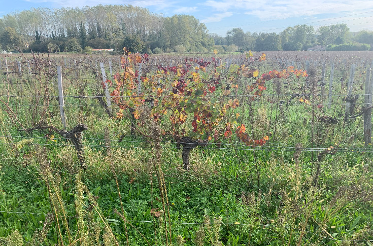 Le vignoble bordelais maintient sa demande d’aide à l’arrachage définitif