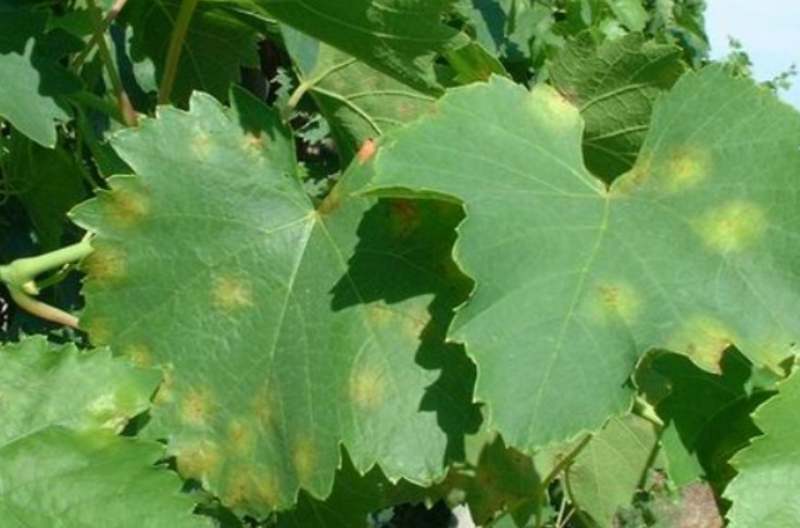 Cinq ans de recherche pour venir à bout du mildiou de la vigne
