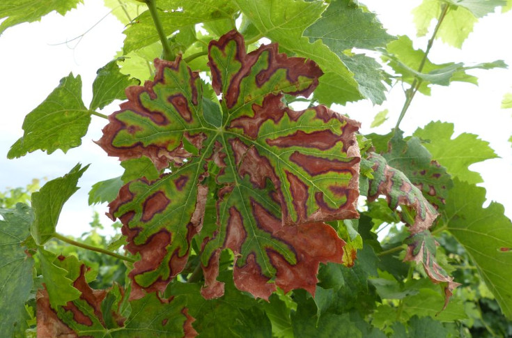 Deux à trois fois moins de symptômes de maladies du bois dans les vignes taillées mécaniquement
