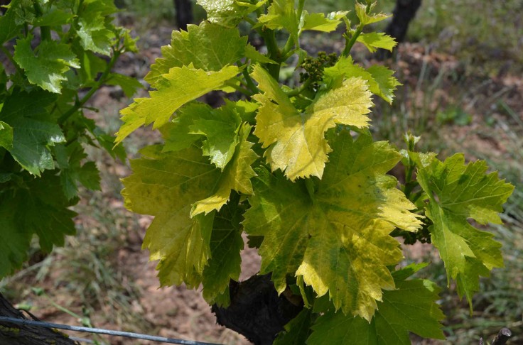Un vaccin contre le court-noué de la vigne en 2030 ?