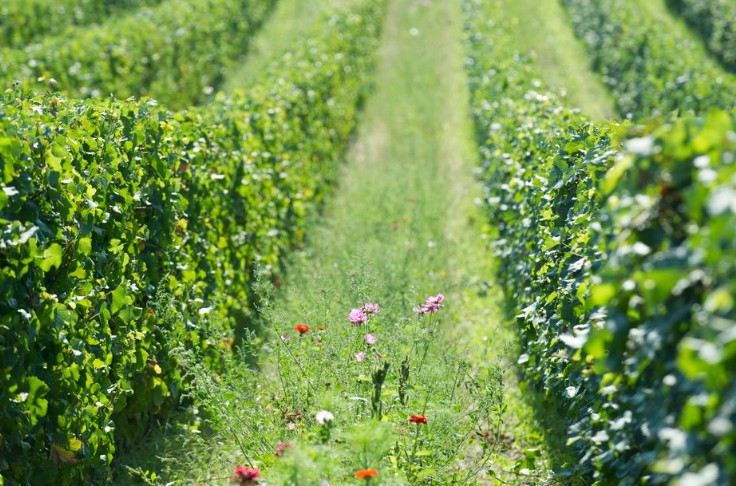 Bilan d’une année d’application du nouveau règlement bio en viticulture