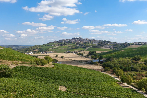 Les vins de Sancerre gagnent en volume et en sérénité ce millésime 2022