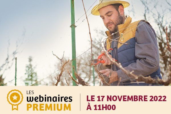 Un webinaire pour l’adaptation de la taille des vignes aux changements climatiques