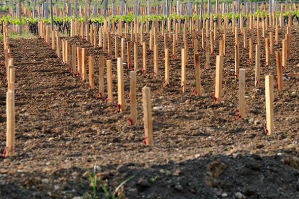 Convertissez vos derniers droits de plantation de vigne avant de les perdre