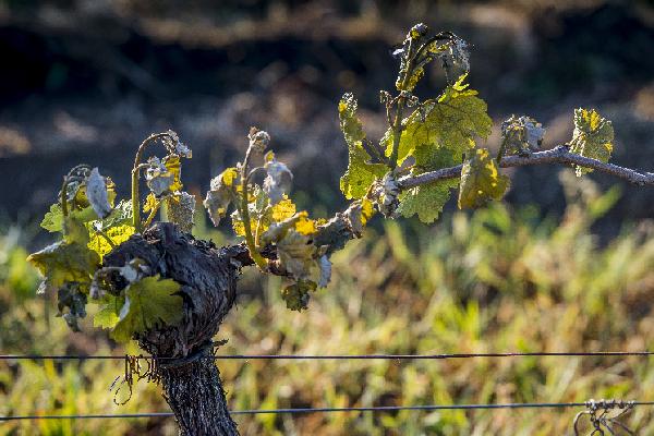 L’assurance paramétrique contre le gel ou la grêle gagne du terrain en viticulture