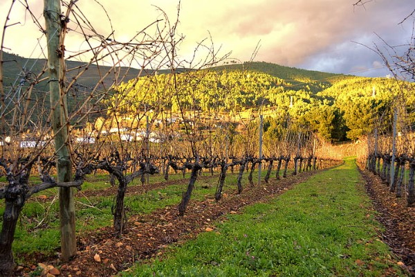 Pas d'inquiétude à avoir sur la faible teneur en eau des sols viticoles