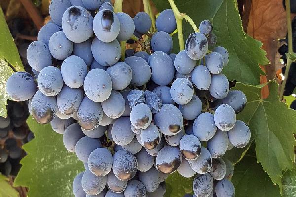  Le cépage constitue un important levier d'adaptation au réchauffement climatique