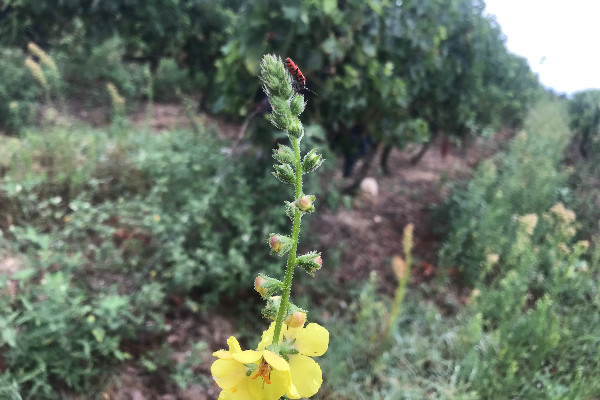 Désignez votre pratique innovante préférée des Vignes d’Or