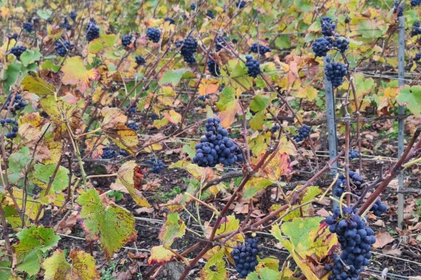 D’énormes grappillons dans les vignes de Bourgogne et de Champagne