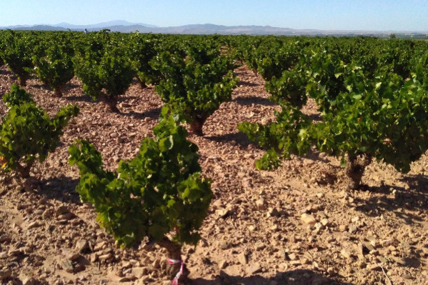À 360 mm, 'la culture de la vigne sans irrigation est possible avec aussi peu de précipitations'