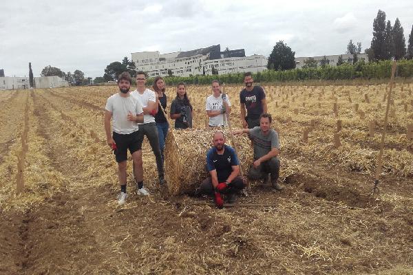  Ce qui marche… Ou pas pour réduire le stress hydrique des vignes
