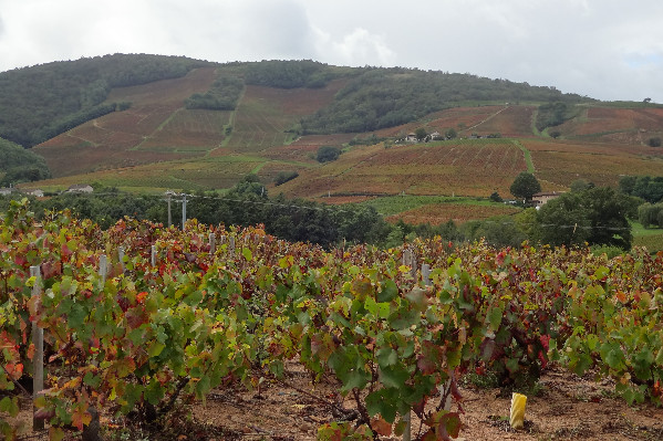 Un outil solidaire et collectif pour installer des vignerons