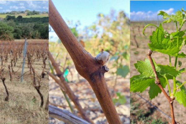 Les vignes grêlées débourrent dans le Gers... et pourraient compromettre la vendange 2023 