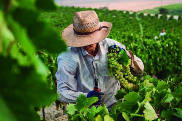 Il est possible de mettre un vin AOP au goût du jour, la preuve à Xérès 