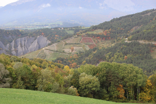 Les vins d'Isère partent à la reconquête des surfaces et des cœurs