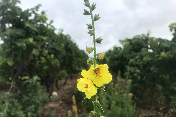 -14 % de glyphosate, -28 % de phytos CMR1 et +13 % de traitements bio et biocontrôles pour la ferme France   