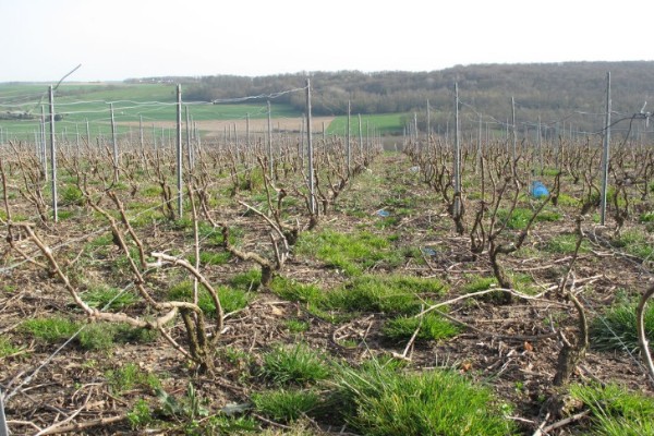 Le glyphosate maintenu au moins un an dans le vignoble