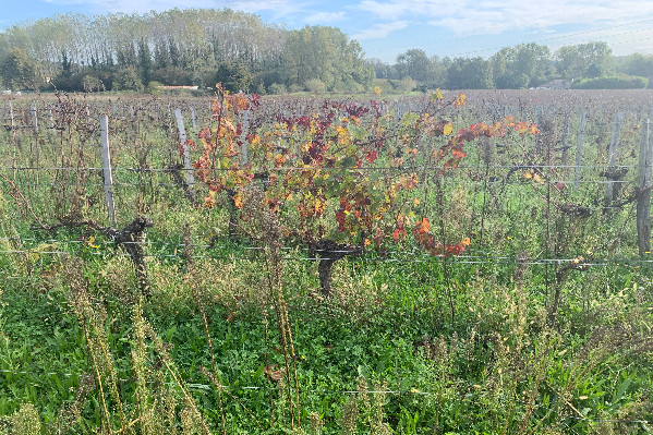 Le vignoble bordelais maintient sa demande d’aide à l’arrachage définitif