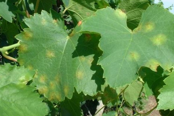 Cinq ans de recherche pour venir à bout du mildiou de la vigne