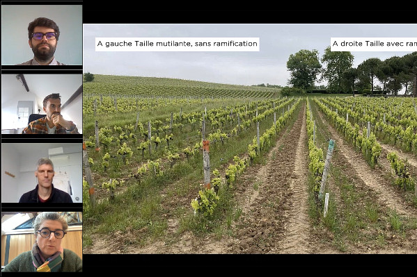 Les bonnes pratiques de la taille des vignes face au changement climatique