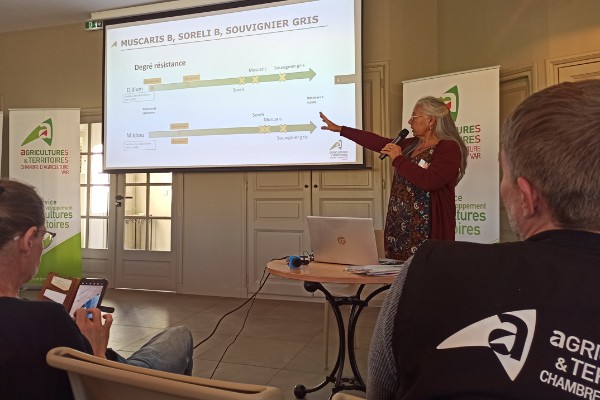 Du cabernet cortis au voltis, quels cépages résistants planter dans le vignoble ?