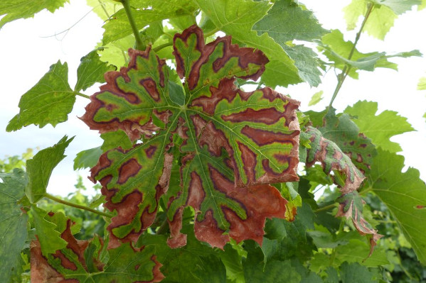 Deux à trois fois moins de symptômes de maladies du bois dans les vignes taillées mécaniquement