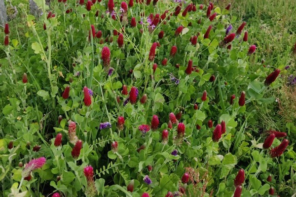 Ce que le nouveau référentiel HVE change en viticulture