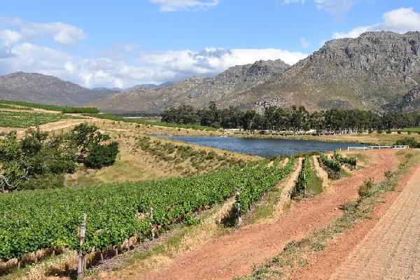  L'Afrique du Sud, le premier producteur de chenin