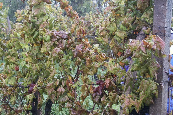Les grands moyens pour débarrasser le vignoble de la flavescence dorée 
