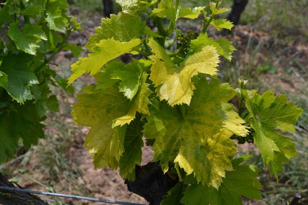 Un vaccin contre le court-noué de la vigne en 2030 ?