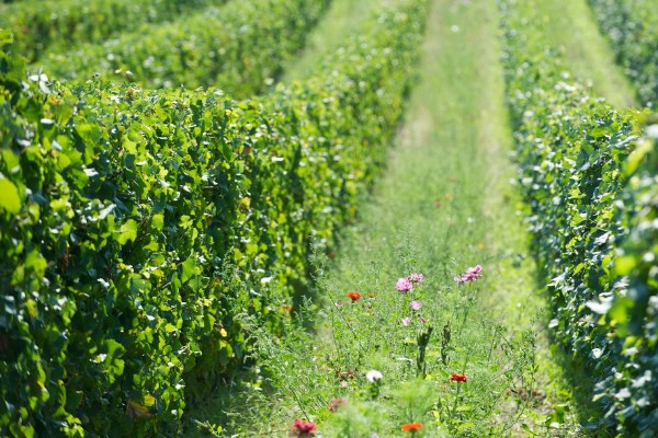 Bilan d’une année d’application du nouveau règlement bio en viticulture