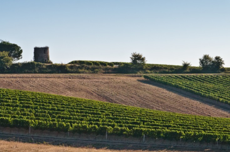 Ce cépage ne craint pas botrytis cinerea