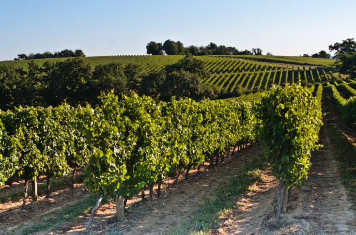 Comment le cuivre modifie le profil aromatique des vins de Côtes de Gascogne 