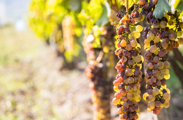 This particular grape variety is not prone to botrytis cinerea