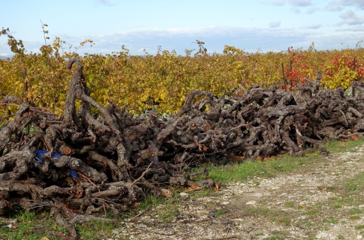L'Europe donne son feu vert à l’arrachage des vignes bordelaises