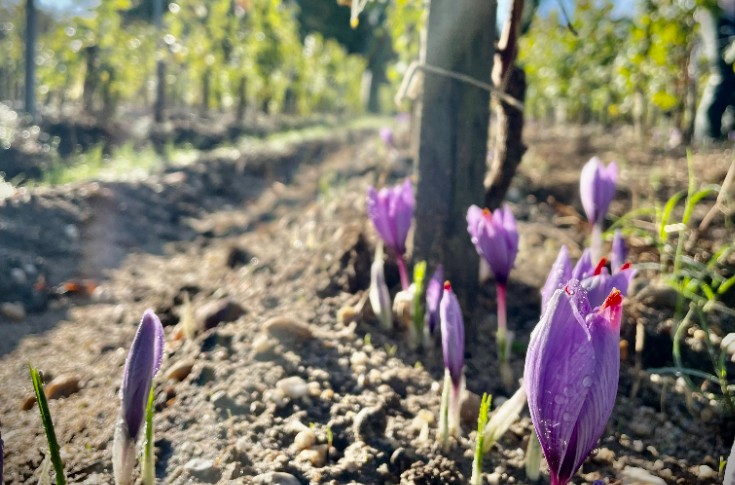 Du safran au pied des vignes, une légèreté de bulbe pour la polyculture