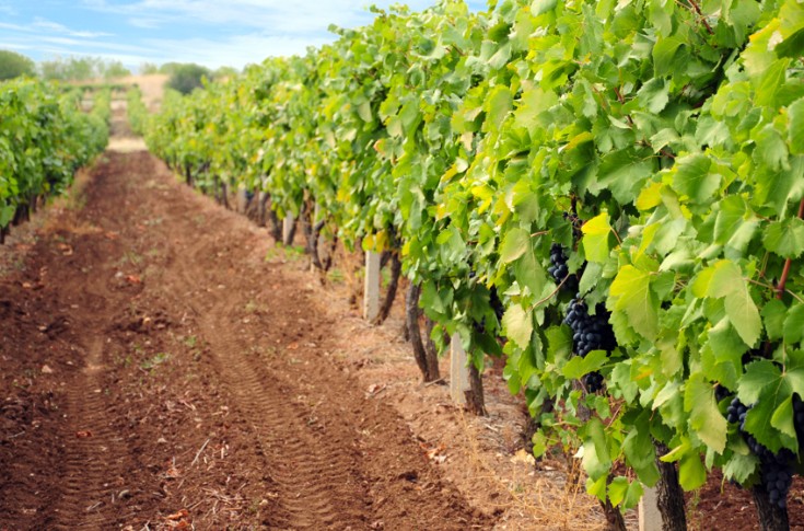 Comment la vie des sols impacte la qualité des vins