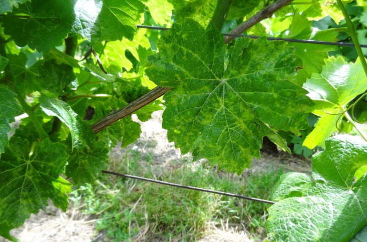 Du nouveau contre le dépérissement du vignoble