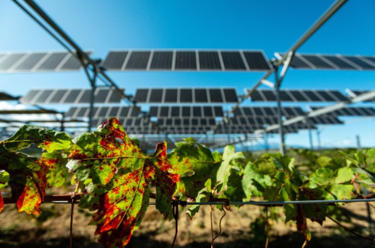 Higher yields for vines that grow under photovoltaic panels