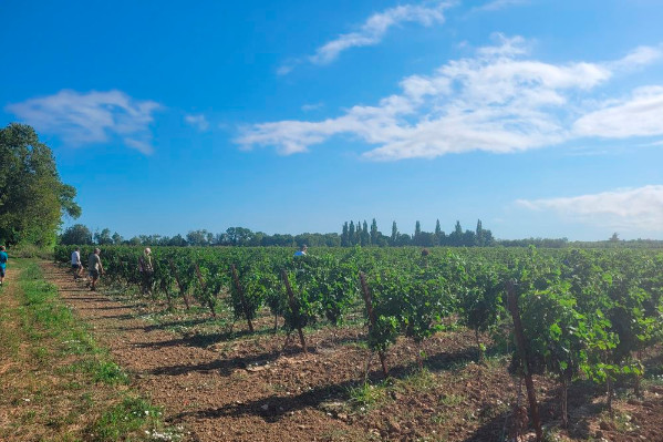 'J'ai dû arracher 10 ha de vignes cette année', la flavescence dorée explose à Coursan dans l'Aude
