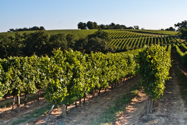 Comment le cuivre modifie le profil aromatique des vins de Côtes de Gascogne 