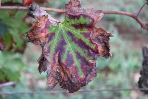 Une découverte prometteuse contre Xylella fastidiosa au vignoble