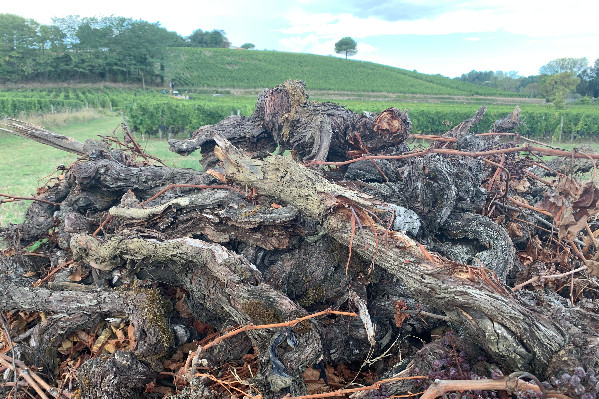 'L’Etat a mis les moyens pour répondre à l’ensemble des demandes' d’arrachage à Bordeaux