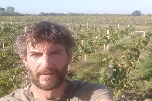 Les atouts des plants hautes tiges pour établir de nouvelles vignes