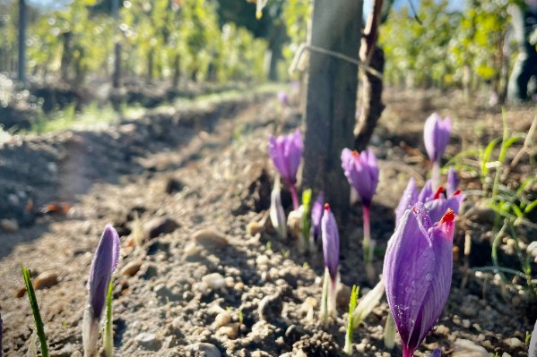 Du safran au pied des vignes, une légèreté de bulbe pour la polyculture