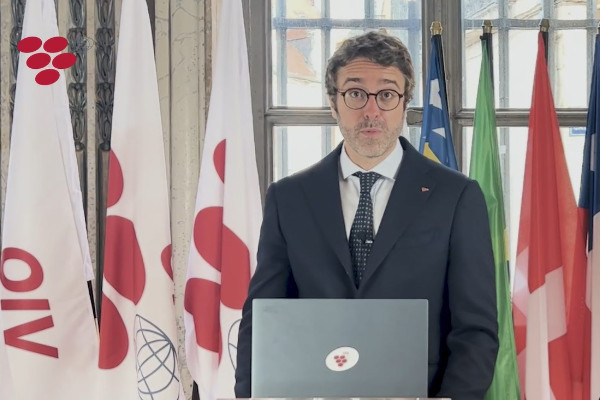 La vendange mondiale 2023 est la plus faible depuis 1961