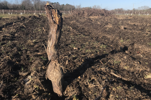 Dossiers et déçus attendus pour l'aide à l’arrachage des vignes de Bordeaux en surplus