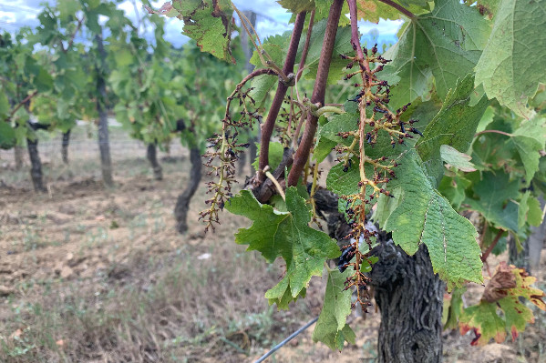 Pas de hausse de 2 hl/ha, le rendement des vins rouges de Bordeaux ne butera pas sur le butoir